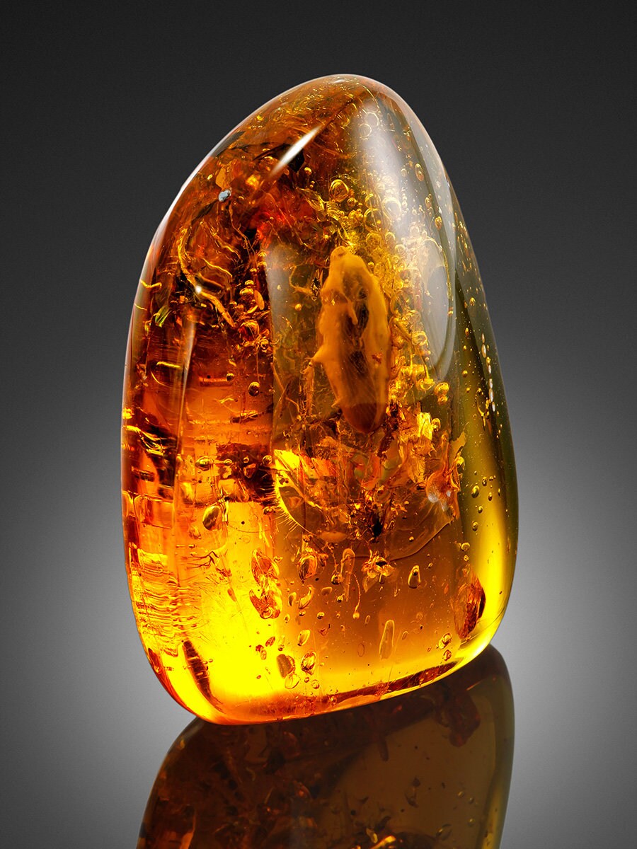 Amber stone raw|Unique insect inclusion in solid amber|Rare Amber Nugget Stone |Natural Amber Gemstone|Souvenir amber